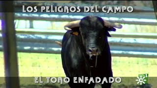 Toros de El Cotillo toro enfadado de Collado Ruiz se encara al mayoral  Toros desde Andalucía [upl. by Shaughn81]