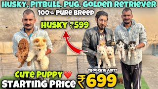 Cheapest Dogs Market In Delhi NCR  Husky German Shepherd Pitbull  Dog in 699Rs Rajender Pets [upl. by Pryce]