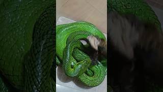 ULAR PITON 1 Green Gonyosoma Oxycephalum Snake Strike Makan Burung [upl. by Cariotta]