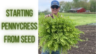 Starting Pennycress From Seed And Care Instructions  PepperHarrow [upl. by Blodgett]