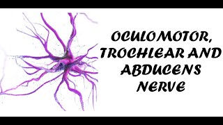 Oculomotor Trochlear and Abducens Nerve  Clinical Examination of Cranial Nerve 3 4 and 6 [upl. by Peggie]