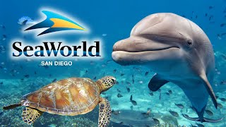 SeaWorld San Diego 2024 Guide  Top Tips Rides Shows amp Exhibits [upl. by Elleinnad]