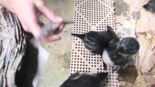 How Its Done Feeding penguins at Audubon Aquarium [upl. by Yeoz116]