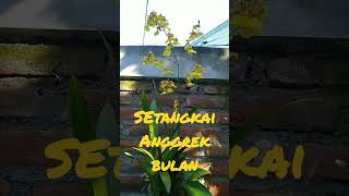 setangkai anggrek bulan [upl. by Shandeigh]