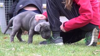 Cane Corso Welpen und Kinder 001 [upl. by Icram]