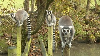 Découverte  la Normandie le paradis des animaux exotiques [upl. by Ahsinet116]