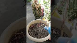 tree glooming shorts love nature asmr pickle 544 satisfying growth subscribe beach [upl. by Kendrick]