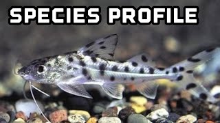 Pictus Catfish Species Profile [upl. by Nodyarg]