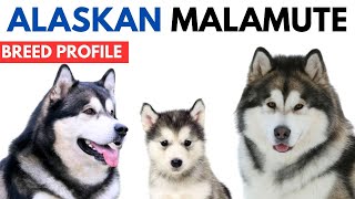 Alaskan Malamute Breed Profile History  Price  Traits  Alaskan Malamute Grooming Needs  Lifespan [upl. by Boggs]