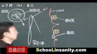 強瘋來習國中生物08染色體、DNA、基因 [upl. by Leanard]