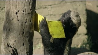 Honey Badger vs Bee Hive  Nature on PBS [upl. by Codee513]