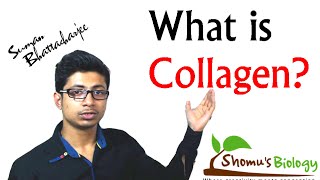 What is collagen collagen protein structure and function [upl. by Patrica]