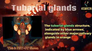 New human organ discovered 2020 quottubarial glandsquot [upl. by Aikimat]