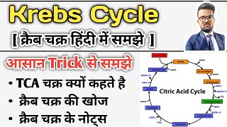 Krebs Cycle  Krebs Cycle in Hindi  Krebs Cycle trick  Krebs Cycle Notes  Glucose Metabolism [upl. by Attikram739]