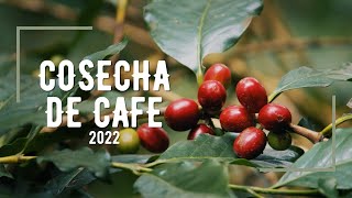 COSECHA DE CAFE 2022  CAFE DE ESPECIALIDAD  PROCESO DEL CAFE  FINCA HERRADURA [upl. by Jessie]