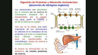 20Metabolismo de aminoácidos y compuestos nitrogenados [upl. by Norina]