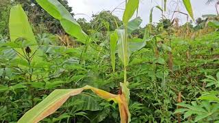 11 hectares farm lot for sale at Buenavista Bohol Philippines 150sqm [upl. by Ihsar75]