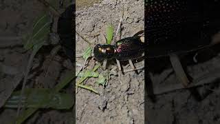 Metallic tiger beetle feating [upl. by Frohman]