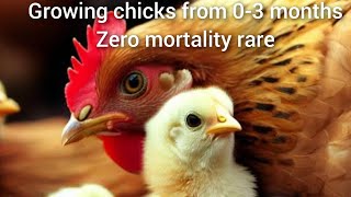 How to feed and grow the chicks naturally [upl. by Wetzell]