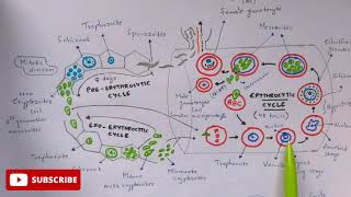 Plasmodium vivax in man phase  Detailed  Step by step  NEET  Bio science [upl. by Anoj803]