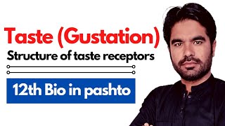 Taste Gustation  Structure of taste receptors  12 biology ch 17 in pashto [upl. by Adim41]