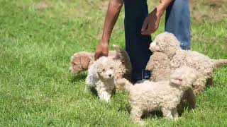 Ervin Yoders Mini Poodle Puppies [upl. by Adnic]