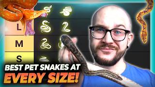 The Best Pet Snake At Every Size [upl. by Jenilee]