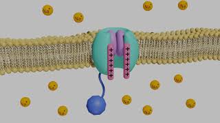 VoltageGated Sodium Channels in Neurons [upl. by Eekaz]