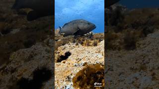 🌊 Grouper  Dive Site Cabo de Palos Spain 🇪🇸 scubadiving grouper [upl. by Hilary]