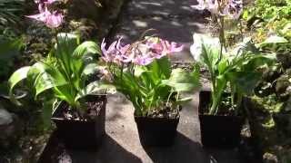 Bulb Log video diary supplement Erythronium revolutum hybrids [upl. by Enayr]