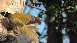 Bluefaced Honeyeater 78 [upl. by Kassel]