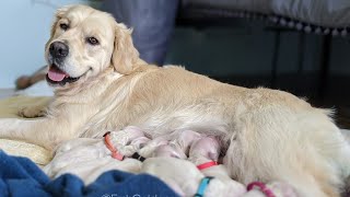 Golden Retriever Puppy Birth whelping The Holiday Litter 12142021 [upl. by Sigmund17]