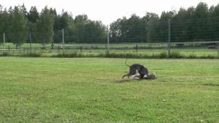 Italian Greyhounds at track racing practice [upl. by Epuladaug]