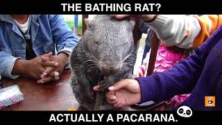 The Bathing RAT PACARANA [upl. by Beitch446]