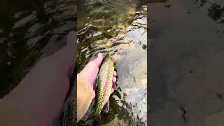 Fly Fishing The Big Thompson in Fall bigthompsoncanyon flyfishing flyfishingcolorado bigt [upl. by Anitsyrhk482]