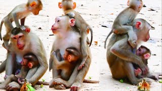 Lovely female monkey mother kindness take care one more baby monkey [upl. by Eilrebma469]