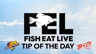 Tip of the Day Fish Eat Live [upl. by Karyn]