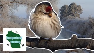 Finding Common Redpolls During an Irruption Year [upl. by Quartet]