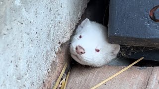 Albino Mink Visits the Farm [upl. by Dela543]