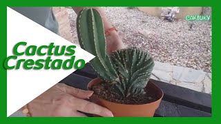 💚 Cactus Crestado  Caktuky [upl. by Alysia]