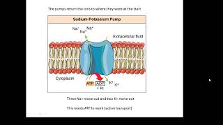 BTEC Applied Science Unit 1 Biology Nerve Impulses [upl. by Eltsirk252]