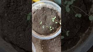 HOW TO GROW ALYSSUM FROM SEED gardening flower garden plant alyssum winterflower farming [upl. by Yesor]