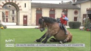 ANIMAUX  En HauteMarne le haras national cultive lart équestre [upl. by Rivkah]