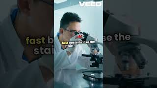 Acid fast staining shortsvideo microbiology [upl. by Leber]