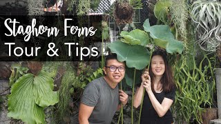 Platycerium Staghorn Fern Tour amp 15 Tips with Mini Tropical Garden Makeover [upl. by Kurys254]