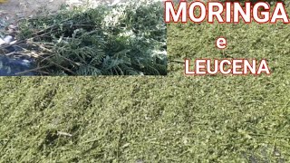 FENO DE MORINGA E LEUCENA  Como fazer [upl. by Rodrique]