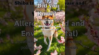 Shiba Inu Ailment cause and Prevention [upl. by Eastlake191]