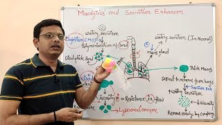 Expectorants amp Antitussive Part05 Mucolytic  Microkinetic  Expectorants Drugs  Antitussive [upl. by Ayek]