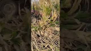 Corn stalks harvesting [upl. by Bertina]