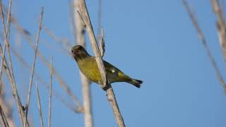 European Greenfinch Verdone Carduelis chloris [upl. by Marnia441]